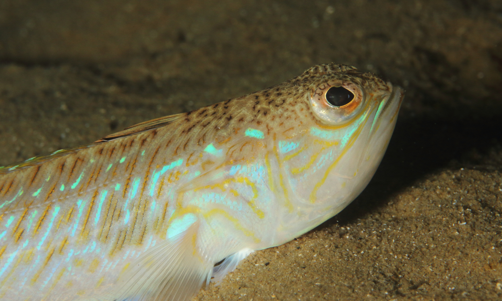 Watch out for weever fish at the beach