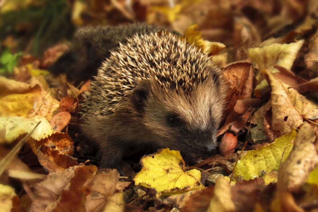 Check Bonfires For Hedgehogs